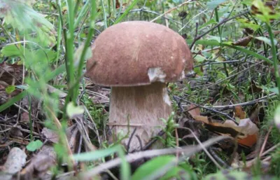 Веселые грибы картинки (38 фото) » Юмор, позитив и много смешных картинок