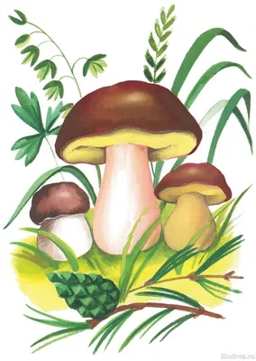 Безопасность в лесу: съедобные и несъедобные грибы в картинках для детей