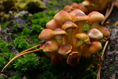 Группа грибы в очереди на землю Стоковое Фото - изображение насчитывающей  линия, грибы: 198181844
