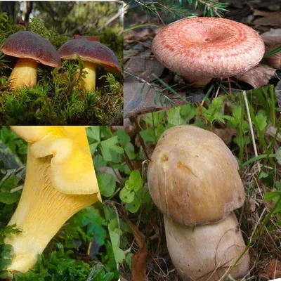 Какие грибы есть на Селигере? | Отдых на озере Селигер осенью – жилье для  отдыха Яр