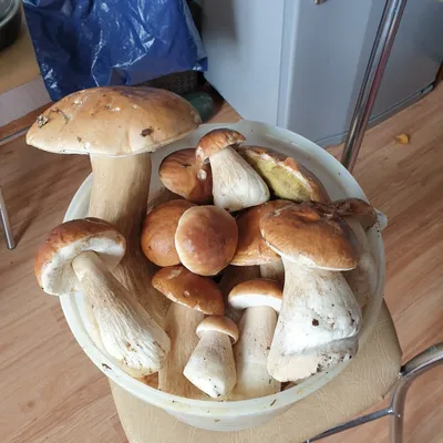 Самые вкусные лесные грибы