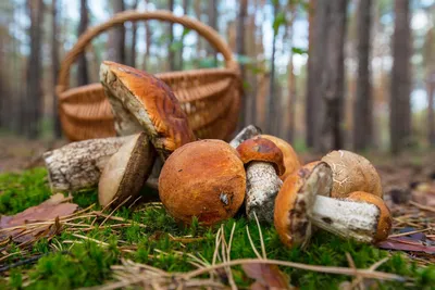 Миколог рассказал, какие грибы можно собирать без опаски