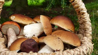 Гигантские грибы, которые находят в лесах Владимирской области