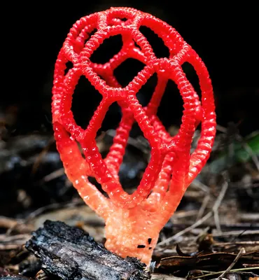 Если вы чувствуете яркий вкус, то, возможно, они ядовитые»: польза и  опасность грибов - Газета.Ru