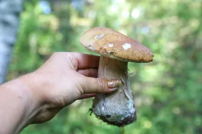Почему можно отравиться съедобными грибами и как этого избежать -  Российская газета