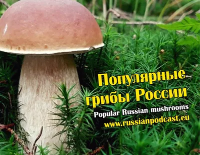 Популярные грибы России - Русский Подкаст