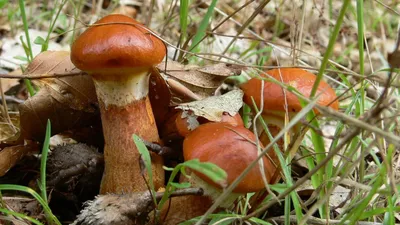 В России грибы получили статус сельхозпродукции - РИА Новости, 30.09.2021