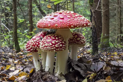 Топ-5 самых ядовитых грибов в России | Пикабу