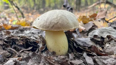 Самые необычные грибы из Красной книги России | Пикабу