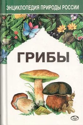 ТОП-10 самых популярных грибов для сбора в России (ФОТО) | Кругозор России  | Дзен