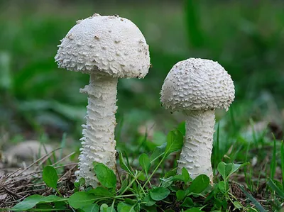 Выход монографии «Афиллофороидные грибы европейской части России:  аннотированный список видов»