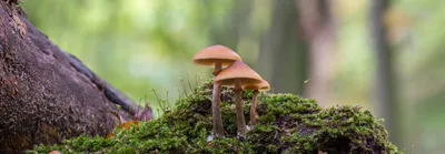 На юге России ученые обнаружили новые виды грибов - Российская газета