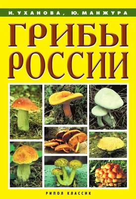 Иллюстрация 12 из 27 для Ядовитые грибы России - Михаил Вишневский |  Лабиринт - книги. Источник: Прохорова Наталья