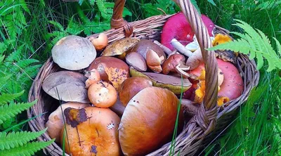 Ядовитые грибы: эти не стоит собирать в лесах России