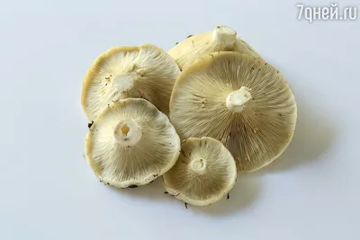 Грибной сезон: гид по самым вкусным видам грибов в средней полосе России -  7Дней.ру