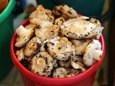 В России за сбор грибов и сорняков решили сажать в тюрьму: Какие грибы и  растения теперь