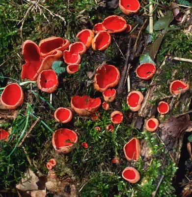 В России учёные создали светящиеся дрожжевые грибы