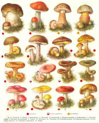 Полный Съедобные и несъедобные грибы. Самые распространенные 16 видов с  названиями, подробным описанием и ф… | Ботанические рисунки, Ботанические  иллюстрации, Грибы