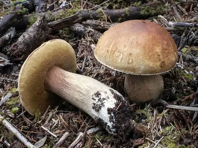 Какие съедобные грибы можно собрать летом? Фото — Ботаничка