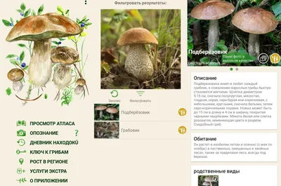Съедобные грибы — описание и фото, отличия от несъедобных грибов. |  Cельхозпортал