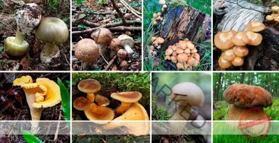 Картинки съедобных грибов - 65 фото