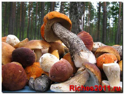 Основные виды грибов - 71 фото