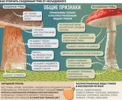 Иллюстрация 4 из 30 для Демонстрационные картинки \"Грибы съедобные и  несъедобные\" (173х220 мм) - Т. Цветкова | Лабиринт - книги. Источник:  Бабкин Михаил Юрьевич