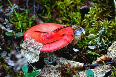 Северные грибы — Фото №164326