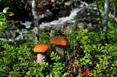 За какими грибами охотятся жители Крайнего Севера? | Снежная земля | Дзен