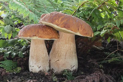 Смертельно опасные грибы Северной Америки – Blog