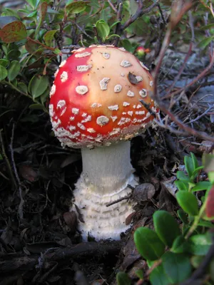На Ямале поперли грибы. Северяне делятся фото своего улова в соцсетях |  «Красный Север»