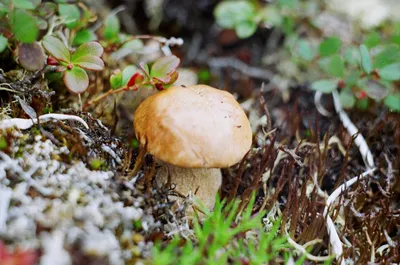 На севере Амурской области пошли первые грибы — Амурская правда, новости  Благовещенска и Амурской области