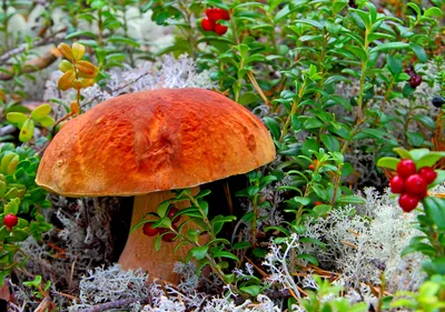 Северная Карелия: как правильно собирать грибы