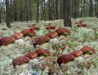 Какие грибы едят в Финляндии? - Онлайн-журнал Prohelsinki