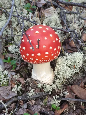 За какими грибами охотятся жители Крайнего Севера? | Снежная земля | Дзен