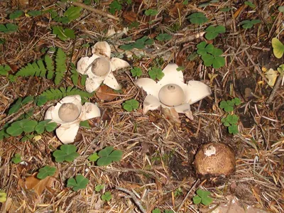 дикие грибы северного флоридапинейского леса Стоковое Изображение -  изображение насчитывающей грибы, гриб: 226346885