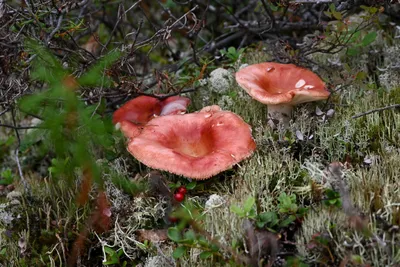 В Норильске на газоне выросли грибы