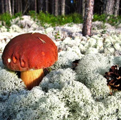 Когда и какие грибы пойдут слоем в Подмосковье | Прогнозы Грибов от  Федотова | Дзен