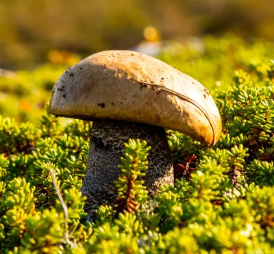 Краснокнижные грибы Архыза | Пикабу
