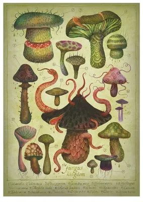 Галлюциногенные грибы — Википедия