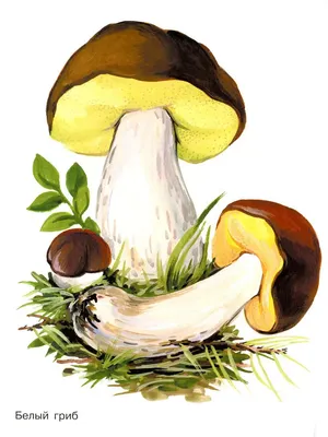 грибы на траве PNG , гриб, трава, растет PNG картинки и пнг PSD рисунок для  бесплатной загрузки