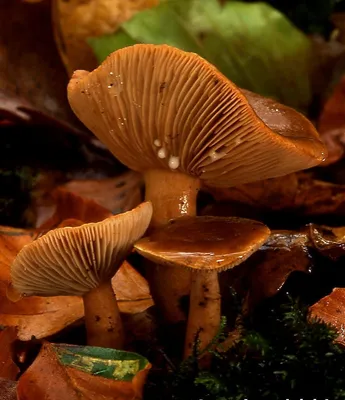 1 528 рез. по запросу «Трубчатые грибы» — изображения, стоковые фотографии,  трехмерные объекты и векторная графика | Shutterstock
