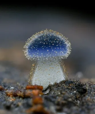 Пластинчатые грибы — Википедия