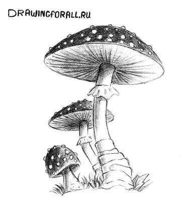 векторный рисунок красного гриба с юбкой. гриб. тема осени. красный гриб,  изолированный на белом Иллюстрация вектора - иллюстрации насчитывающей грибы,  многоточие: 228753677
