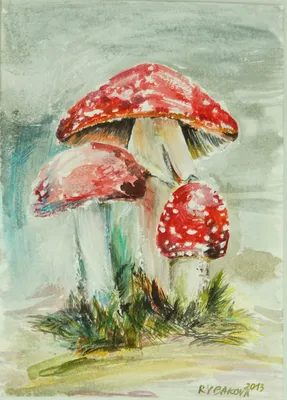 много разных видов грибов на выставке, грибы картинки, грибы, гриб фон  картинки и Фото для бесплатной загрузки