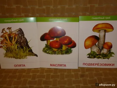 Жители Алтайского края опубликовали фотографии свежего урожая грибов и  земляники