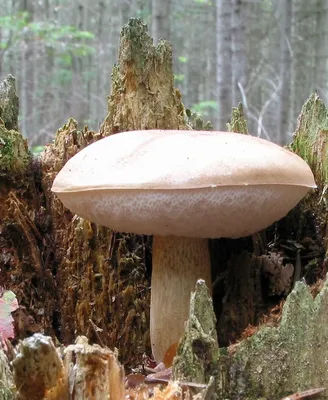 Польский гриб: 20 фото, описание, где растет и его съедобность | Поход  лайфхак | Дзен