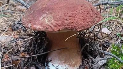 Картинки грибов (56 фото)