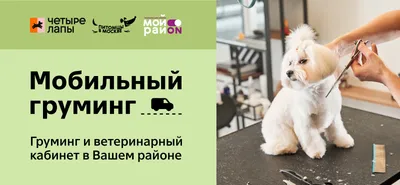 ᐈ Сеть Груминг Салонов для Собак и Кошек в Харькове | MasterZoo ✔️
