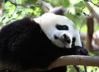 Грустная панда отдыхает на ветке - обои на телефон